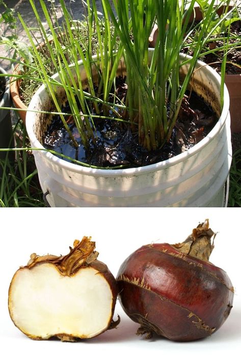 Water Chestnut Plant, Vegetable Planting Guide, Pinoy Dessert, Fruit Health Benefits, Water Chestnut, Water Chestnuts, Aquaponic Gardening, Sun Garden, Food Forest