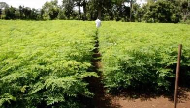 Moringa Oleifera Tree, Moringa Tree, Farm Gardens, Wood Burning Stove, Trees And Shrubs, Farm Fresh, The Farm, Wood Burning, Stepping Stones