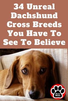 Here are some of the most UNREAL pictures of Dachshund cross breeds that might shock you at first, but they are REAL. Check it out! Weenie Dogs Funny, Dachshund Facts, Dachshund Stuff, Dachshund Puppies For Sale, Dachshund Funny, Dachshund Puppy Miniature, Miniature Dachshunds, Doberman Puppy, Dapple Dachshund