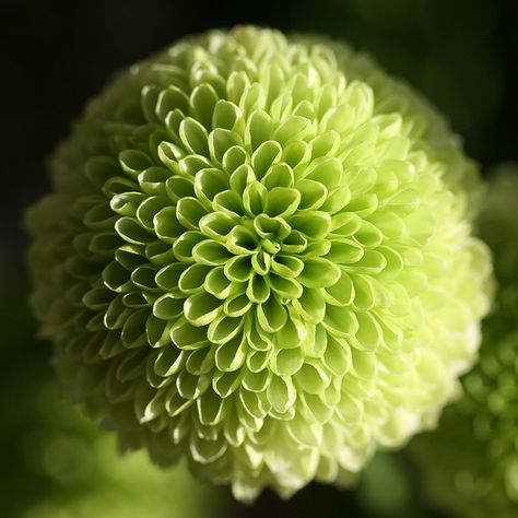 Green flower options Dahlia Flower Aesthetic, Green Dahlia, Flower Types, India Hicks, Ceramic Wall Art, Flowers Green, Dahlia Flower, Green Flower, Types Of Flowers