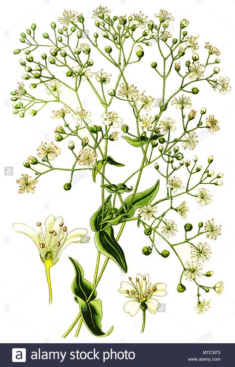 Gypsophila elegans, annual baby's-breath, showy baby's-breath. , digital improved reproduction from a print of the 19th century Stock Photo Baby's Breath Drawing, Nature Doodles, Gypsophila Elegans, Visual Library, Baby's Breath, Botanical Illustration, Wedding Card, Botanical Art, Botany