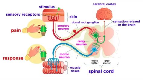 Function of sensory nervous system, Histological structure of ganglia and receptors Somatosensory System, Nervous Tissue, Sensory Organs, Dorsal Root Ganglion, Parts Of The Brain, Basement Membrane, Sensory Nerves, The Peripheral, Muscle Stretches