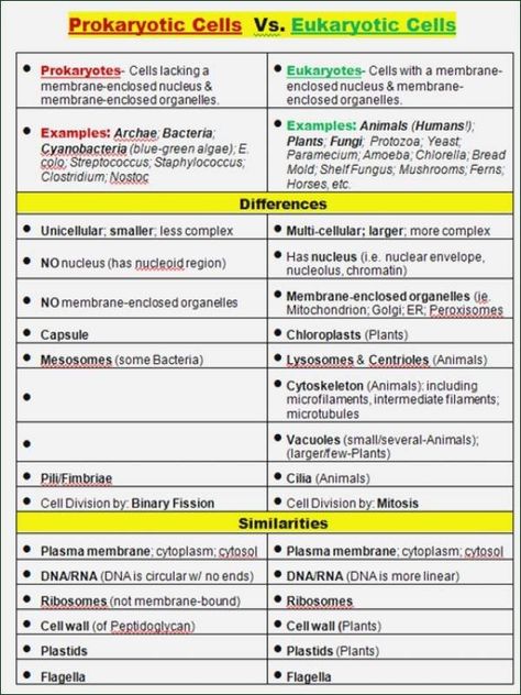 Prokaryotes Vs Eukaryotes Worksheet Beautiful Prokaryote and Eukaryote Worksheet | Chessmuseum Template Library Prokaryotes Vs Eukaryotes, Prokaryotic And Eukaryotic Cells, Microbiology Study, Gcse Biology, Teas Test, Science Cells, Cells Worksheet, Biology Revision, Study Biology