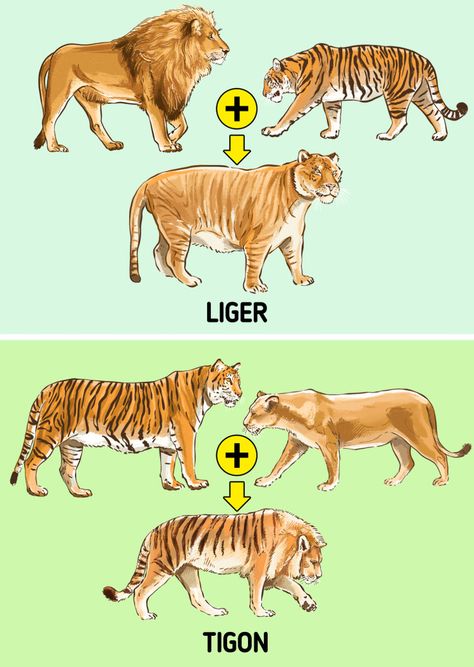 The Difference Between a Liger and a Tigon Amazing Animal Pictures, Big Cats Art, Exotic Cats, Extinct Animals, Animal Species, Animal Facts, Prehistoric Animals, Cute Wild Animals, Weird Animals