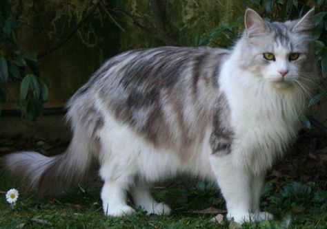 Dilute Calico, White Tabby Cat, Brown Hair And Brown Eyes, Spotted Cat, Cream Cat, Amber Eyes, Brown Hair Brown Eyes, Norwegian Forest, Forest Cat