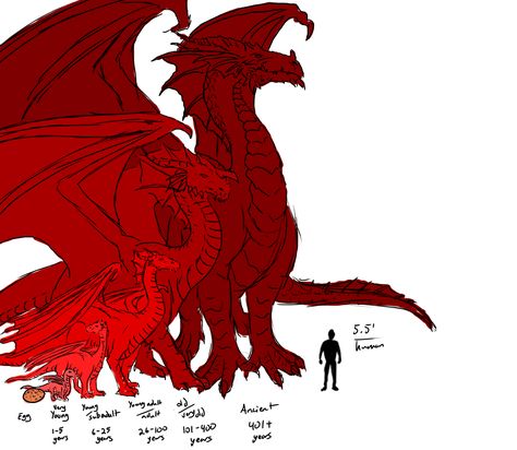 Dragon Sizes by Age compared to Human | d20 Pub Dragon Size Chart, Magical Creatures Mythology, Dragon Base, Mythical Monsters, Dragon Artwork Fantasy, Dnd Dragons, Dragon Sketch, Dragon Images, Cool Dragons