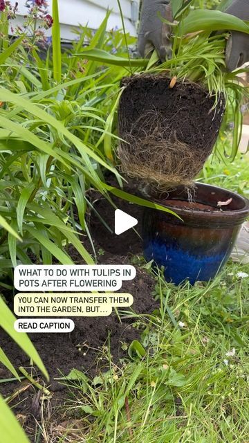 Farmer Gracy on Instagram: "Want to free-up your pots for summer bulbs? Tulips aren’t typically perennial and may not grow back next year, you can simply discard them after flowering. But sometimes they do grow back for another year and, if you prefer, you can give them another chance in the garden. Find a gap in a border or wild area and plant the whole group into it. You should allow the stems and leaves to die back fully after you’ve transferred them, this will give them a better chance of growing back again next year. Now we have some pots free at the perfect time for planting summer bulbs! 🙌🌸

We have a sale on summer plants right now, save 25% across our entire range plus an extra 10% discount on your order with offer code EMBH 
.
.
.
#tulip #tulipseason #tulips #tuliplove #contain Farmer Gracy, Summer Bulbs, Tulip Season, Summer Plants, In The Garden, Planting, Perennials, The Garden, Farmer