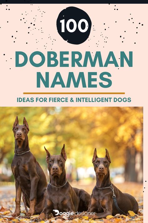 Doberman Dog Names, Doberman Names, German Dog Names, Best Female Dog Names, Brown Doberman, Mini Doberman, European Doberman, Boy Dog Names, Black Doberman