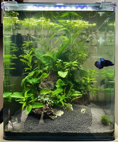 Aquarium Activities, Aquarium Hardscape, 10 Gallon Fish Tank, Aqua Scape, Fish Aquarium Decorations, Tank Terrarium, Fish Tank Themes, Tank Plants, Fish Tank Terrarium