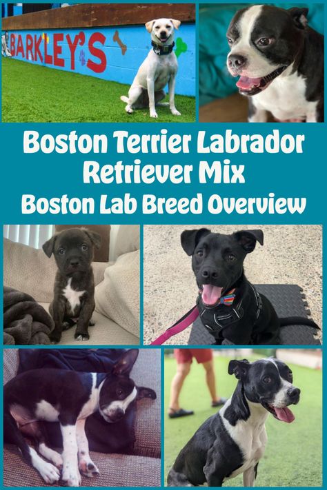 Boston Terrier Labrador Retriever Mix: Boston Lab Mix Breed Guide Terrier Mix Breeds, Designer Dogs, Nature Friendly, Family Dog, Labrador Retriever Mix, Boston Terriers, Terrier Mix, Mixed Breed, Family Dogs