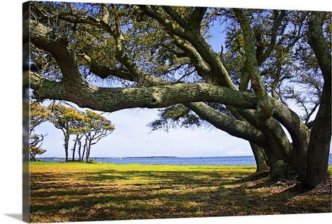 Live oak trees