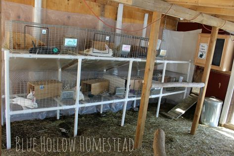 Meat Rabbit Set Up, Rabbitry Setup Ideas, Rabbit Hutch Plans, Rabbit Farm, Meat Rabbits, Rabbit Breeds, Chicken For Dogs, Raising Rabbits, Rabbit Cages