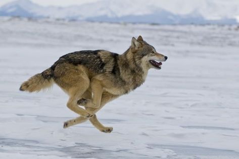 Wolf Anatomy, Anatomy Skeleton, Wolf Poses, Wolf Running, Dog Jokes, African Wild Dog, Tibetan Terrier, Gray Wolf, Timber Wolf