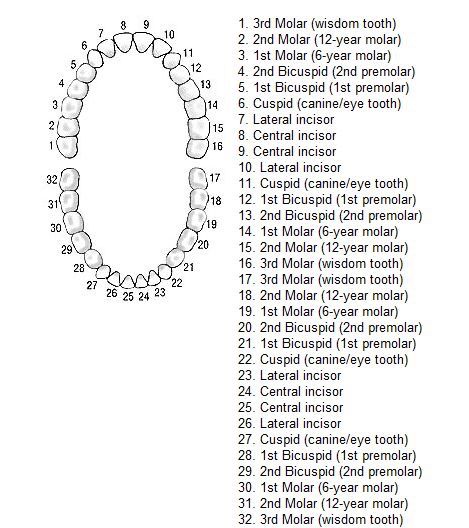 Dental Nomenclature Dental Assistant Study Guide, Dental Charting, Dental Terminology, Dental Nursing, Dental Hygienist Graduation, Dental Assistant School, Dental Hygienist School, Dental Assistant Study, Dentist Assistant