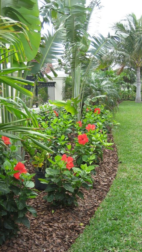 For a pop of color in your landscape, plant hibiscus! Their large and showy flowers stand out amongst the other tropical foliage. Tropical Backyard Landscaping, Backyard Resort, Hibiscus Garden, Tropical Patio, Tropical Landscape Design, Florida Landscaping, Tropical Garden Design, Tropical Backyard, Garden Wallpaper