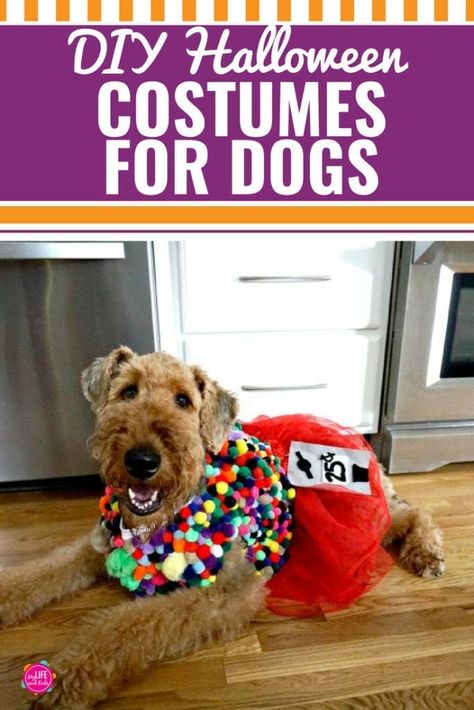 Homemade Animal Costumes, Diy Pet Costumes, Large Dog Costumes, Halloween Costumes For Dogs, Halloween Costumes You Can Make, Costumes For Dogs, Diy Dog Costumes, Costumes Diy, Diy Halloween Costume