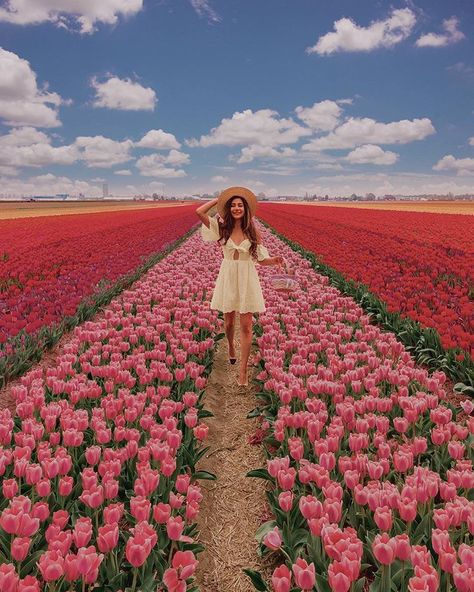 Cassie 🌙 auf Instagram: „Rainbow fields! 🌈 ::::: Throwback to my dream come true last year in the tulip fields! 🌷 I wasn’t able to make it back in time this year…“ Tulip Fields Netherlands, Coastal Background, Wallpaper Beach, Coastal Wallpaper, Spring Photoshoot, Flower Photoshoot, Tulip Festival, Tulips Garden, Travel Pictures Poses