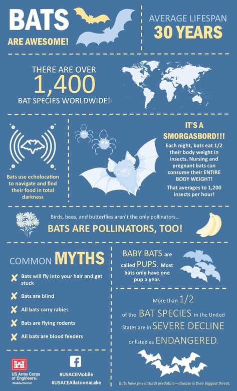 Bat Lessons, Bats Science, Bat Facts, Bat Species, Nature School, Learn Something New Everyday, Baby Bats, Animal Science, Mini Farm