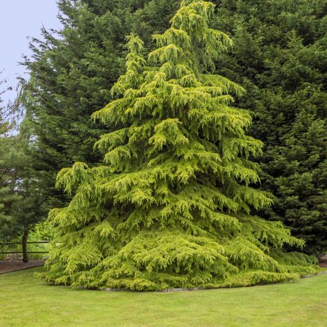 Golden Deodar cedar tree in a garden by AngieC Fast Growing Trees For Privacy, Windbreak Trees, Trees For Privacy, Deodar Cedar, Leyland Cypress Trees, Cedrus Deodara, Colorado Blue Spruce, Trees For Front Yard, Leyland Cypress