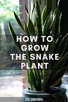 Snake Plant Care, Taman Air, Mother In Law Tongue, نباتات منزلية, Snake Plants, Inside Plants, Indoor Plant Care, Best Indoor Plants, Bangs Short