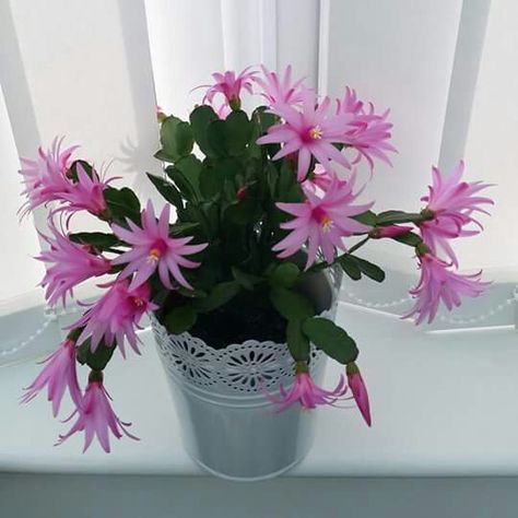 Easter Cactus, Unusual Plants, Cacti And Succulents, Cactus, Beautiful Flowers, Easter, Flowers, Plants