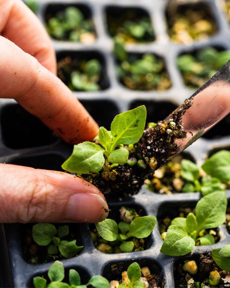 Seedling Aesthetic, Seed Harvesting, Seed Spacing, Seedlings Aesthetic, Seed Starter Tray, Flower Seedlings, Cut Flower Farm, Tree Nursery, Farm Photography