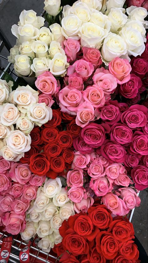 Red roses, white roses, pink roses, MY roses! We love market day White And Pink Roses Aesthetic, Rose Day Aesthetic, Red And White Roses Wallpaper, White Roses Wallpaper, Red Rosa, 2025 Goals, Red Roses Wallpaper, Rose Aesthetic, White And Pink Roses