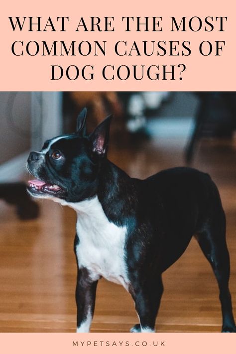 Have you noticed that your dog is coughing more than usual? Here's everything you need to know about the most common causes of dog cough. Diy Dog Cough Medicine, Dog Cough, Dog Coughing, Farm Facts, Cough Medicine, Cough Suppressant, Dry Cough, Elderly Dogs, Dog Health Care