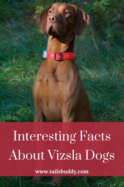 Vizsla Funny, Wirehaired Vizsla, Vizsla Dog, Hungarian Vizsla, Unique Facts, German Wirehaired Pointer, Vizsla Dogs, Dog Grooming Tips, Vizsla Puppies