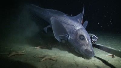 Ghost shark Cartilaginous Fish, Sea Kingdom, Ghost Shark, Shark Species, Weird Places, Dark Ghost, Dreamy Ocean, Continental Shelf, Marine Science