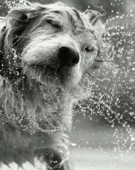 ~ Dog Shaking, Wet Dog, Black And White Photograph, Into The Wild, Dogs Of The World, Dog Photography, In The Rain, Jack Russell, Mans Best Friend