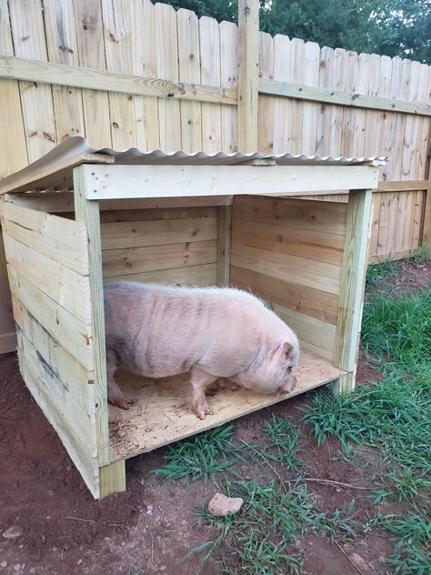 Pot Belly Pigs House, Pig Fence Ideas, Diy Pig House, Pig Houses Outdoor, Pig Shelter Diy, Diy Pig Pen, 4h Pigs, Farming House, Pig Houses