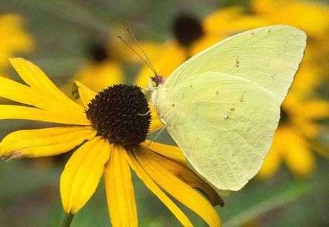 The cloudless sulphur (Phoebis sennae) is a mid-sized butterfly in the family Pieridae found in the Americas. There are several similar species such as the yellow angled-sulphur (Anteos maerula) (which has angled wing), the statira sulphur (Aphrissa statira), and other sulphurs, which are much smaller. Cinnamomum Camphora, Asclepias Incarnata, Habitat Garden, Cardinal Flower, Wild Kratts, Crabapple Tree, Kingdom Animalia, Bee Balm, Big Leaves