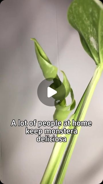 Home Gardening on Instagram: "How to take care of monstera deliciosa #garden #homegarden #houseplants #indoorgarden #indoorplants #plants #greenplants #monsteradeliciosa #monstera" Monstera Support Ideas, Monstera Trellis Ideas, Monstera Plant Aesthetic, Monstera Deliciosa Care, Monstera Plant Care, Home Gardening, Monstera Plant, Monstera Deliciosa, Take Care Of Me