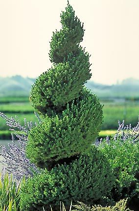 Spiral Evergreen/ Alberta Spruce Shrub Live Topiary, Picea Glauca, Spiral Topiary, Alberta Spruce, Outdoor Topiary, Spiral Tree, Topiary Tree, Topiary Garden, Landscaping Images