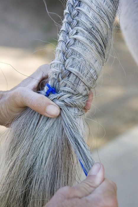 Mane Braids, Horse Hairstyles, Tail Ideas, Horse Braids, Horse Training Ground Work, Horse Mane Braids, Dream Ranch, 4h Projects, Hair Levels