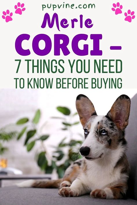 Corgis are one of the most well-known dog breeds out there. Their golden or apricot fur mixed with their long ears and fluffy butts have made them famous worldwide.It doesn’t matter whether you have a Cardigan Welsh Corgi or a Pembroke Welsh Corgi; these short-legged puppies will be the center of attention no matter where you go! Corgi Merle, Corgi Must Haves, Cowboy Corgi Puppies, Welsh Corgi Cardigan, Corgi Full Grown, Cardigan Welsh Corgi Puppies, Merle Corgi, Cowboy Corgi, Corgi Breeds