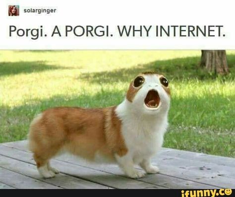 Porg + Corgi = Porgi | Star Wars #funny Dog Meme, Star Wars Quotes, Funny Dog Memes, Star Wars Wallpaper, Star Wars Party, Star Wars Humor, Star Wars Memes, Love Stars, Star Wars Characters