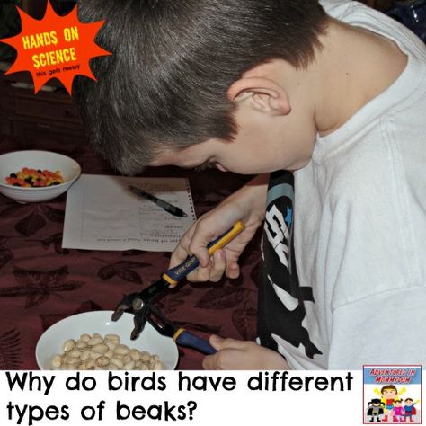 Bird Beaks Activity, How Do Birds Fly, Bridge Stem Challenge, Stem Projects Middle School, Suet Recipe, Bird Crafts Preschool, Kids Nature Activities, Elementary Stem, Birds For Kids