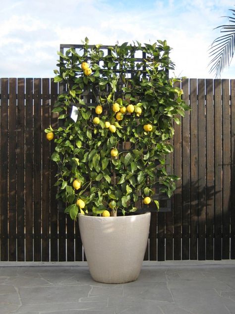 Fruit Trees Lemon Fruit Trees Garden Design, Tree Garden Design, Fruit Trees Backyard, Espalier Fruit Trees, Patio Courtyard, Fruit Tree Garden, Mediterranean Patio, Orchard Garden, Lemon Trees