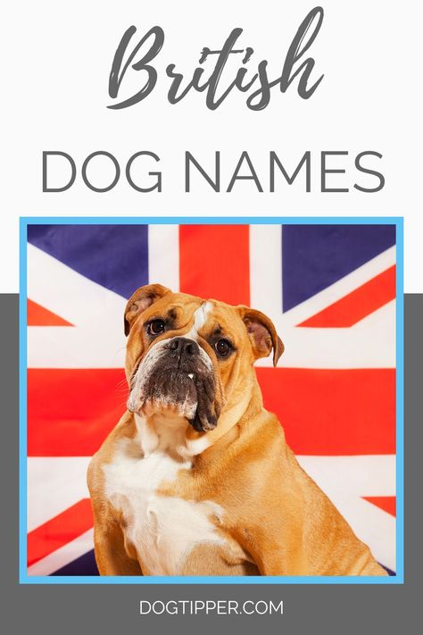 400+ British Dog Names Unique Dog Names, Boy Dog Names, English Foxhound, British Dog, Dandie Dinmont Terrier, British Slang, Female Dog Names, English Dogs, Smooth Fox Terriers