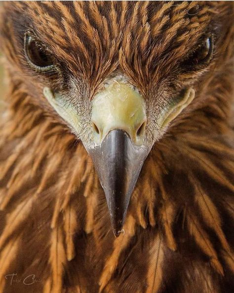 Hawk Face Tattoo, Face Up Close, Blue Avians, Images For Collage, Bird Anatomy, Night Hawk, Upper Arm Tattoo, Hawk Tattoo, Hawk Eagle