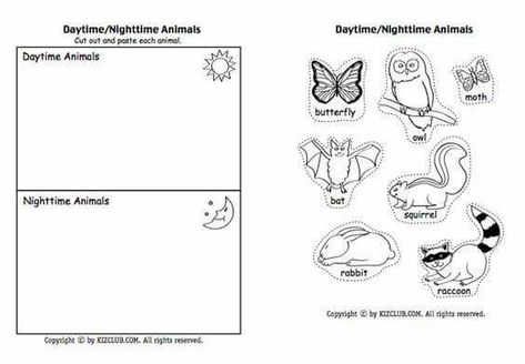 Nocturnal Animals Activities, Animal Sorting, Diurnal Animals, Night Animals, Animals Worksheet, Kissing Hand, The Kissing Hand, Fall Preschool Activities, Animal Worksheets