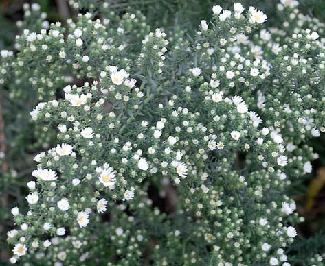 Symphyotrichum ericoides (Aster ericoides) (Heath Aster) 1-2 ft Heath Aster, Aster Ericoides, Juniper Shrub, Fall Borders, Asclepias Tuberosa, Tiny White Flowers, Border Plants, Coastal Gardens, Buy Plants