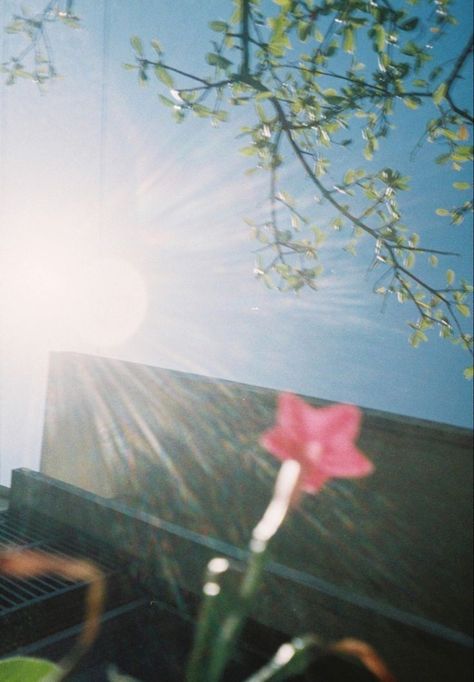 Film Flower Photography, Flower Film Photography, Sun Pictures Aesthetic, Sky Film Photography, Film Pictures Aesthetic, Summer Sky Aesthetic, Film Aesthetic Photography, Aesthetic Sky Pictures, Sky Film