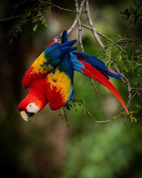 Scarlet Macaw from South America Macaw Art, Scarlet Macaw, Parrots Art, Macaw Parrot, Caran D'ache, Parrot Bird, Pretty Animals, Exotic Birds, Tropical Birds