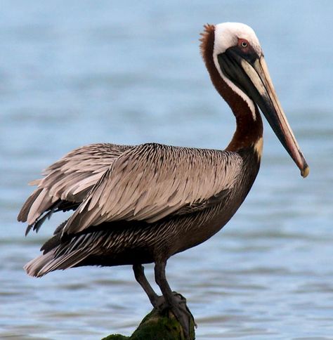 Brown Pelican Bird Magic, Pelican Bird, Brown Pelican, Marine Debris, Murphy Brown, Hope Is The Thing With Feathers, Habitat Destruction, Wild Kratts, Kingdom Animalia