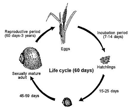 Snail Life Cycle, Thumbnails Ideas, Garden Snails, Life Cycle Activities, Apple Snail, Pond Animals, Tiny Gardens, Pet Snails, Life Cycles Activities