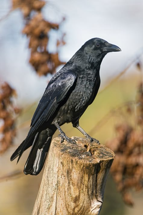 American crow (Corvus brachyrhynchos) Crow Photography, Crow Pictures, Rabe Tattoo, Crow Flying, Crows Drawing, American Crow, Animals Tattoo, Bird Quotes, Crow Bird