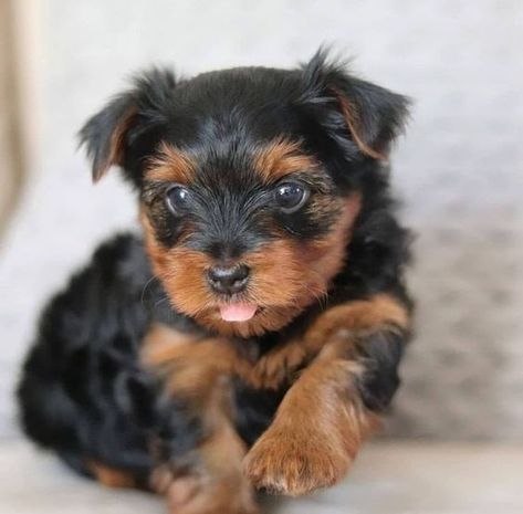 Teacup Yorkie Puppies For Sale Near Me, Teacup Yorkie For Adoption, Micro Teacup Yorkie, Yorkie Poo Puppies, Yorkshire Terrier For Sale, Yorkie Puppies For Adoption, Baby Yorkie, Mini Yorkie, Yorkie Breeders